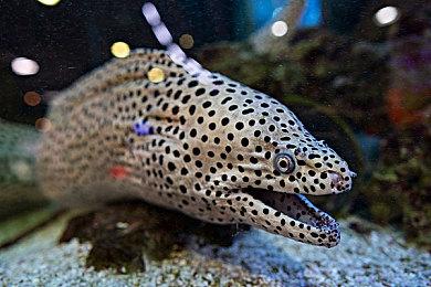 即将开始的《守望先锋》联赛新赛季还没找到赞助商